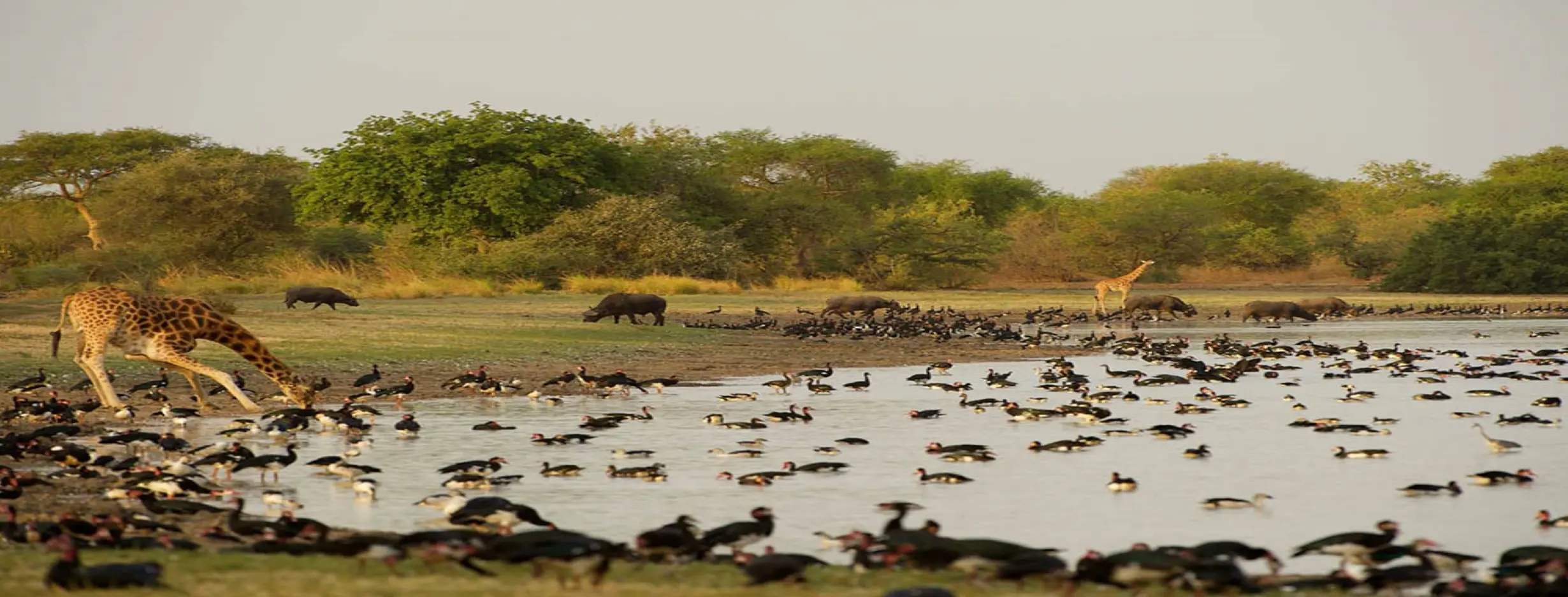 Image for Zakouma National Park